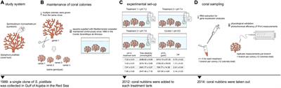 New Insights From Transcriptomic Data Reveal Differential Effects of CO2 Acidification Stress on Photosynthesis of an Endosymbiotic Dinoflagellate in hospite